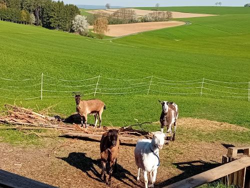 Ziegen im Frühling