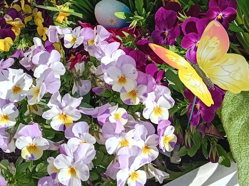 Frühlingsblumen 2