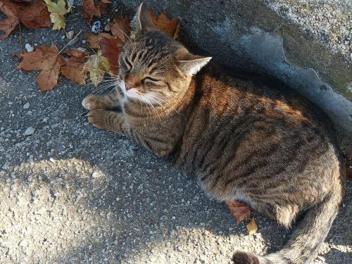 Tapsi unsere Katze