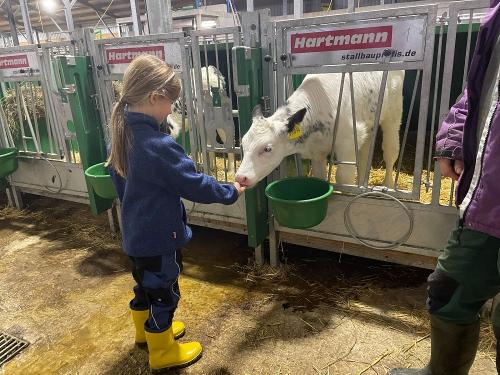 Kälbchen streicheln