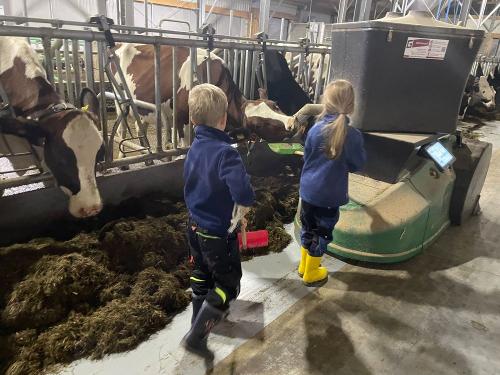 Futter zu den Kühen schieben