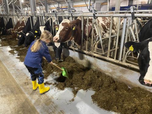 Unsere Kühe hautnah erleben