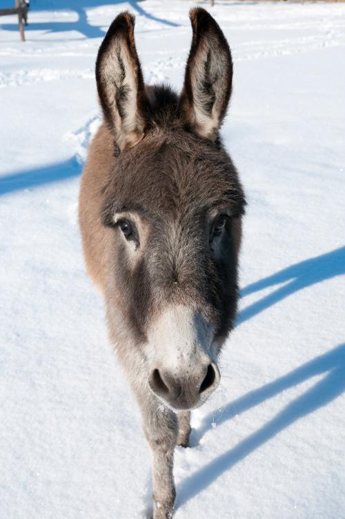 eselimwinter