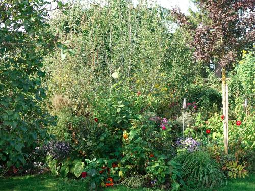 Gartenstauden