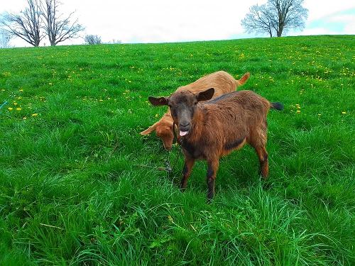 Ziegen auf der Wiese