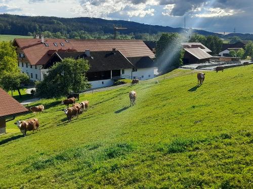 Abendstunde auf der Kuhweide