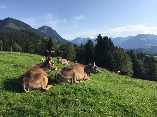 Panoramablick in die Allgäuer Berge