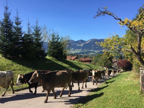 unsere Milchkühe gehen durchs Dorf auf die Weide