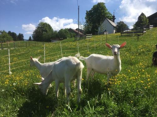 unsere Tiere