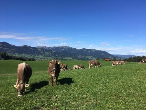Unsere Mädels mit Panoramablick ins Illertal