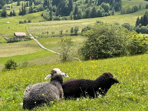 Unser Schafe Hannes und Klara