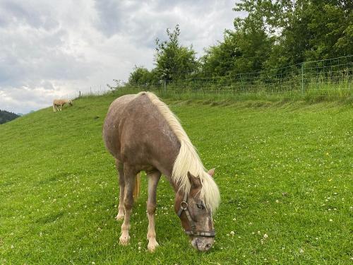 Unser Ponys Rosi und Sinbad auf der Weide