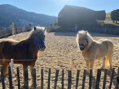 Unsere Ponys Sinbad und Rosi