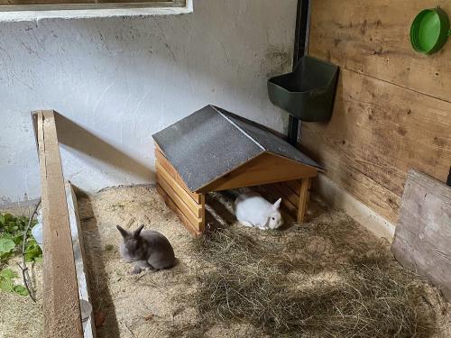 Hoppel und Lutzi im Hasenstall zum Streicheln