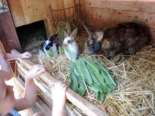 Kaninchen füttern