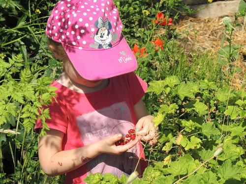 im Garten Beeren pflücken