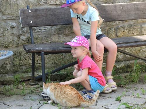 Kinder füttern und streicheln die Katze