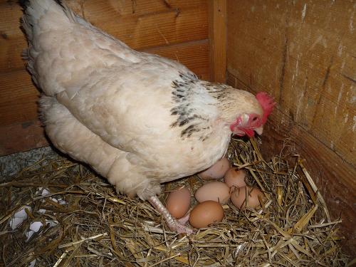 Eulersbacher Hof - Huhn