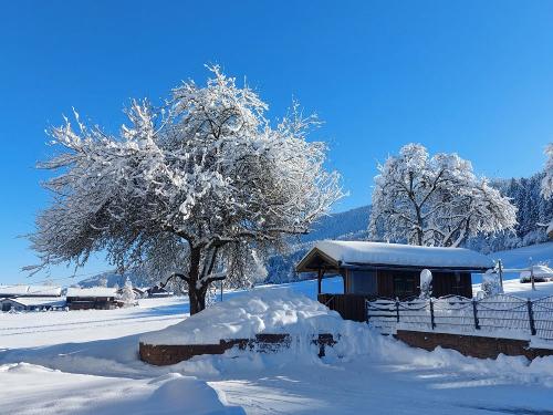 Unsere verschneiten Obstbäume