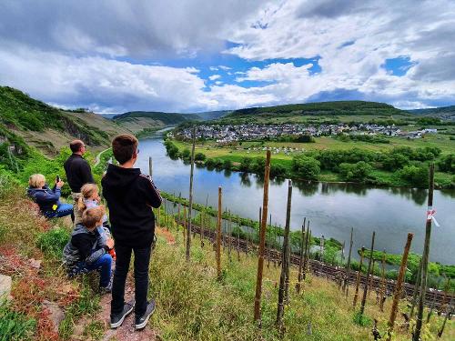 Im Weinberg mit Blick auf Pünderich an der Mosel