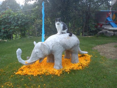 selbst gebauter Elefant mit unserer Katze (Chefin)