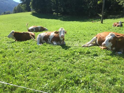 glückliche Kühe