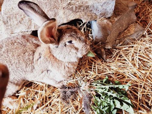Kaninchen auf dem Ferienhof Pütz in der Eifel