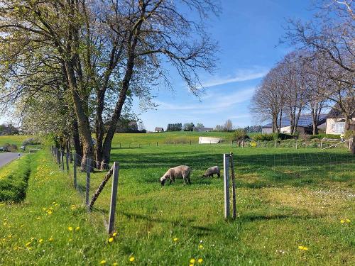 Schafe auf dem Ferienhof Pütz in der Eifel