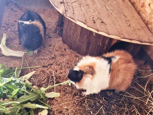 Meerschweinchen auf dem Ferienhof Pütz