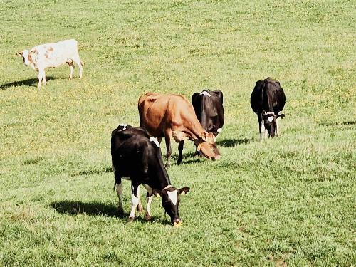 Kühe auf dem Ferienhof Pütz in der Eifel Kühe auf dem Ferienhof Pütz in der Eifel