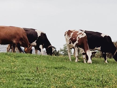 Kühe auf dem Ferienhof Pütz in der Eifel Kühe auf dem Ferienhof Pütz in der Eifel