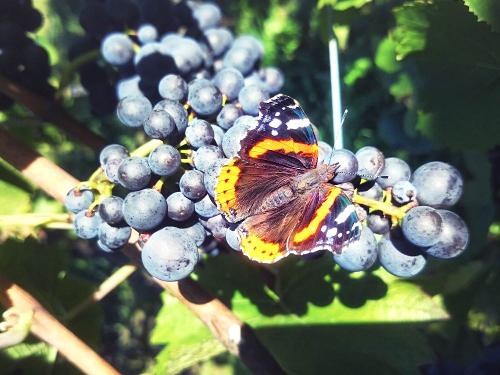 Schmetterling am Weinstock