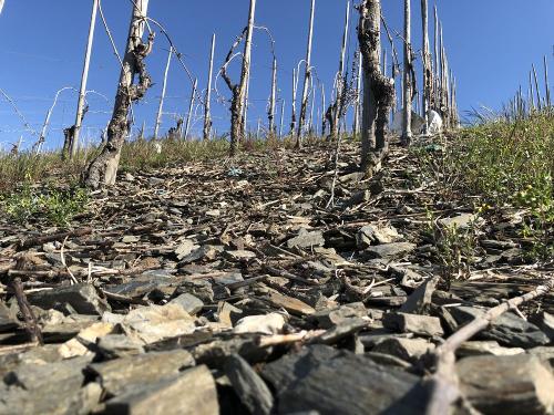 Schieferboden im Weinberg