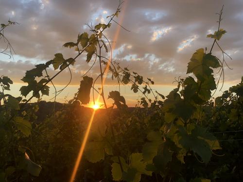 Sonnenuntergang im Weinberg