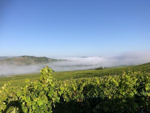 Nebel überm Veldenzer-Tal