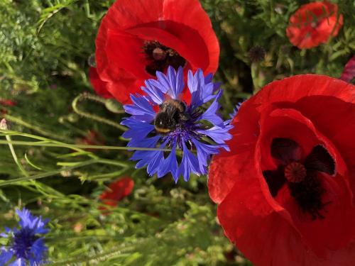Blumen im Weinberg