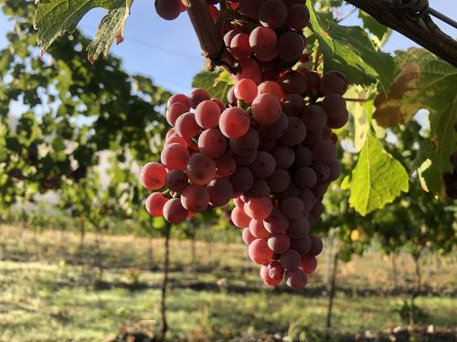 Gewürztraminer-Traube