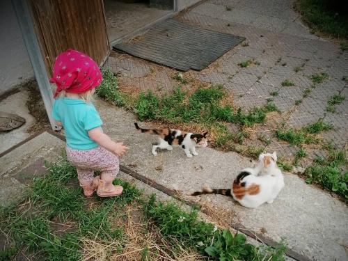 Katzen und Katzenbabies...