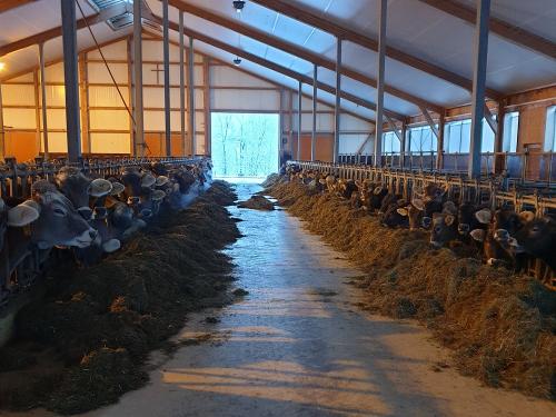 Kühe und Jungvieh im Stall