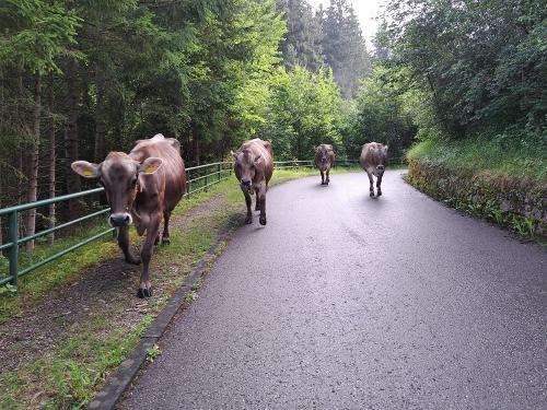 Sue, Fleur, Flora und Wina auf dem Heimweg