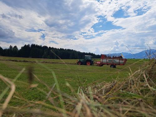 In der Streuewiese