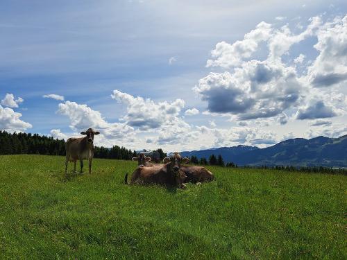 Kühe in unserer Bergwies