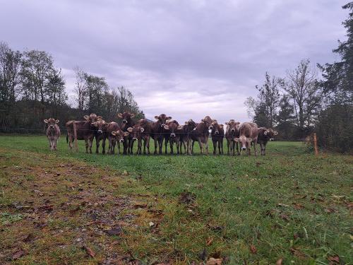 Unser Jungvieh im Herbst