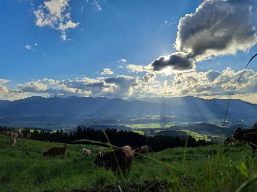 Ausflug zur Alpe Altstädter Hof im Sommer