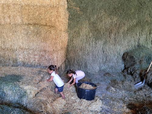 Mithelfen bei der Stallarbeit