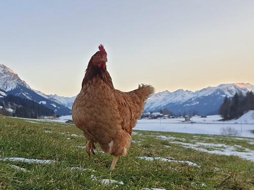 Huhn im Frühling