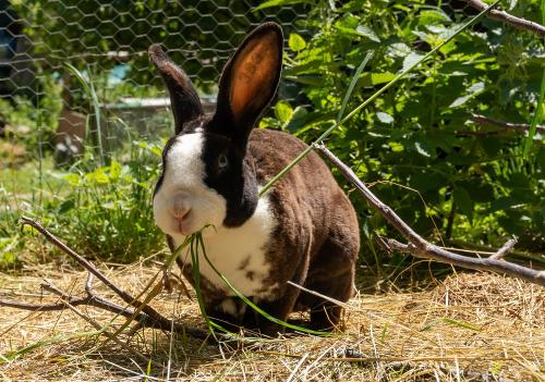 bruno_maurer_kaninchen_bohne