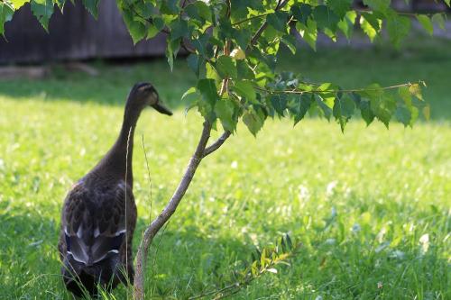 bruno_maurer_enten