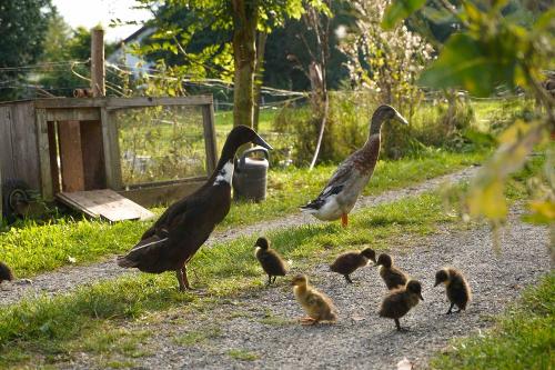 enten_bruno_maurer