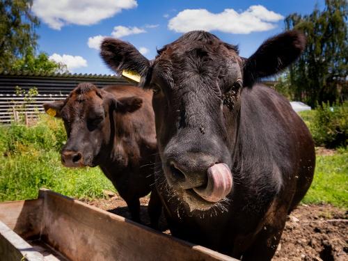 bruno_maurer_lucy_und_luna